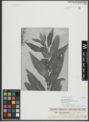 Foto von Salix schweinfurthii Toepff.